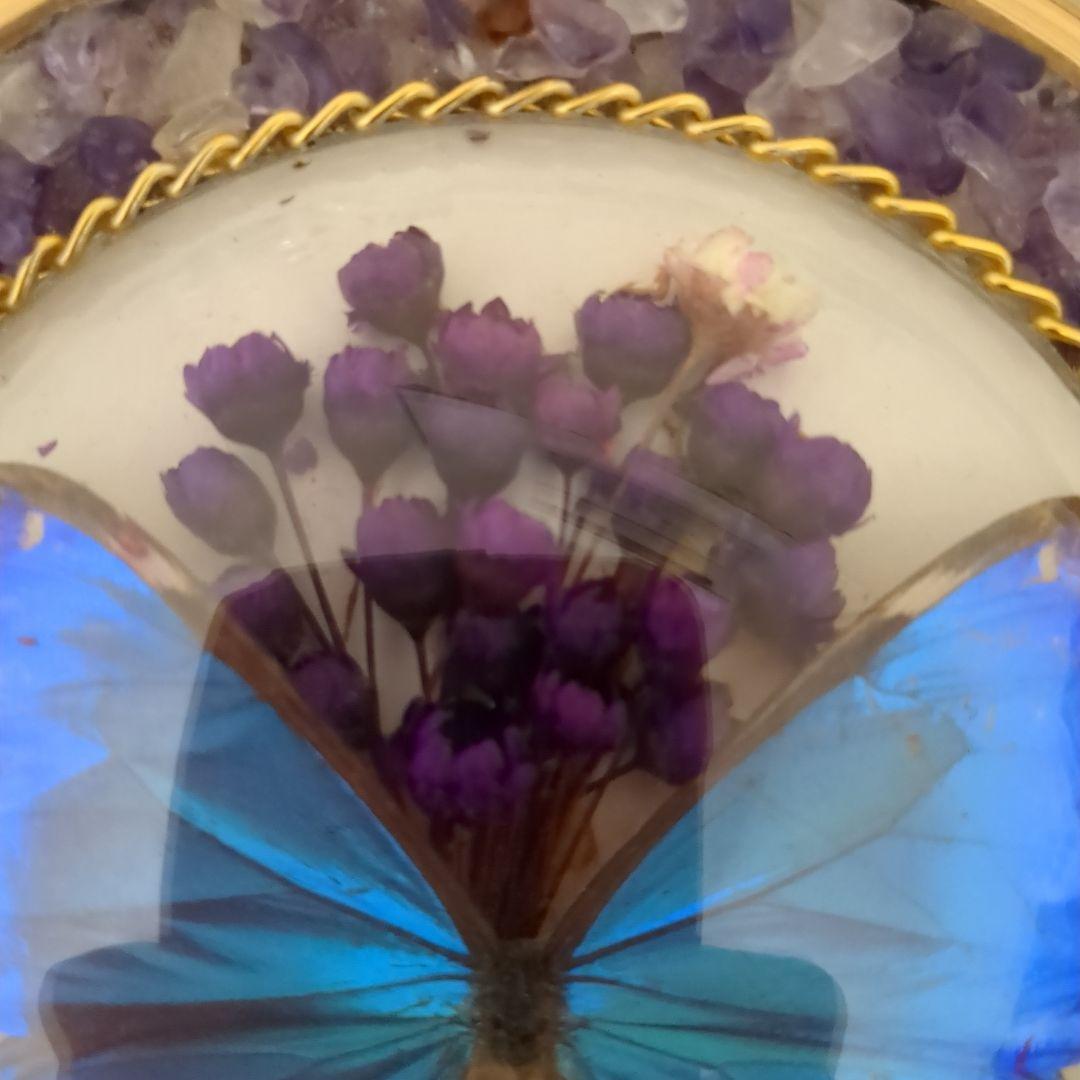 ブラジル産モルフォ蝶の標本