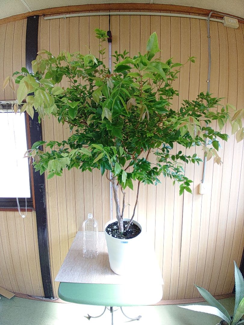 ジャボチカバ実生苗　実付 555