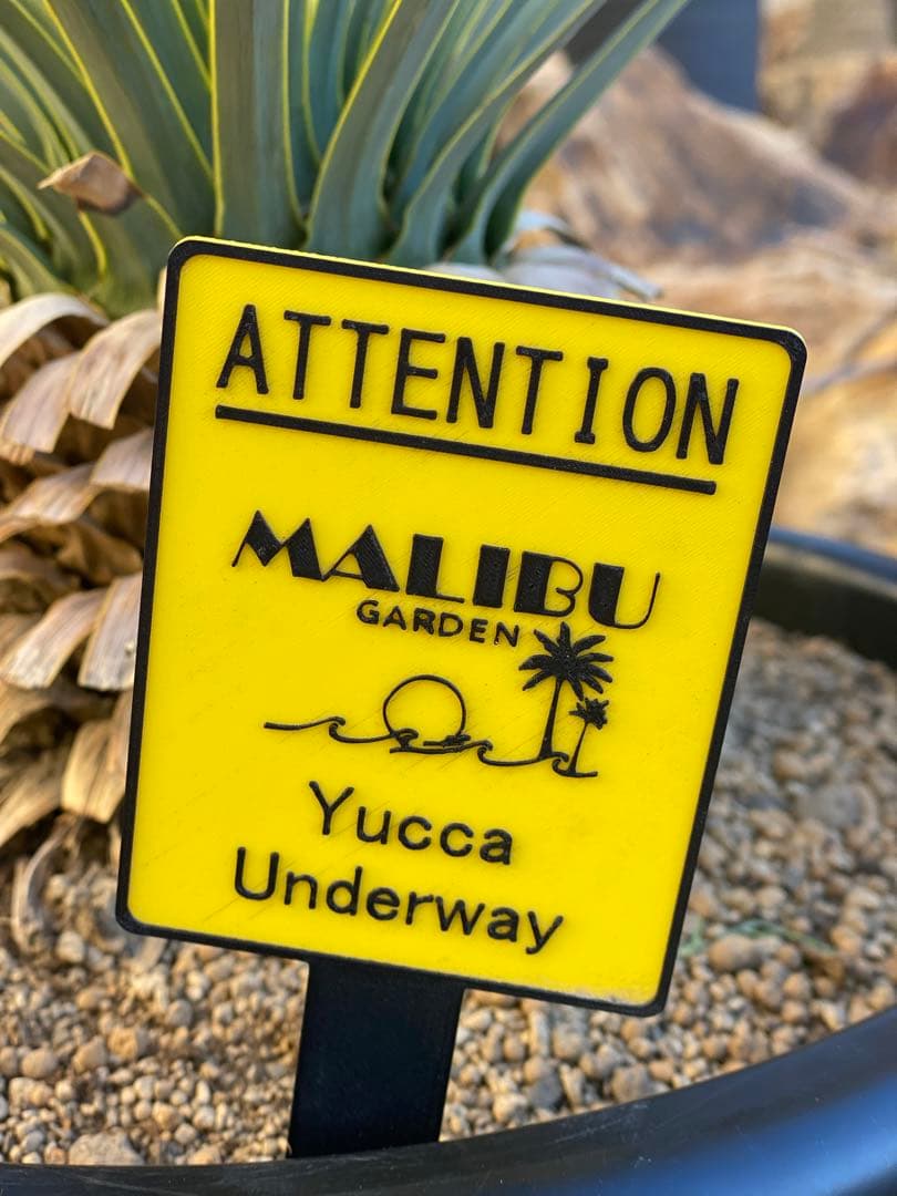 し*ん様 ユッカ　ロストラータ