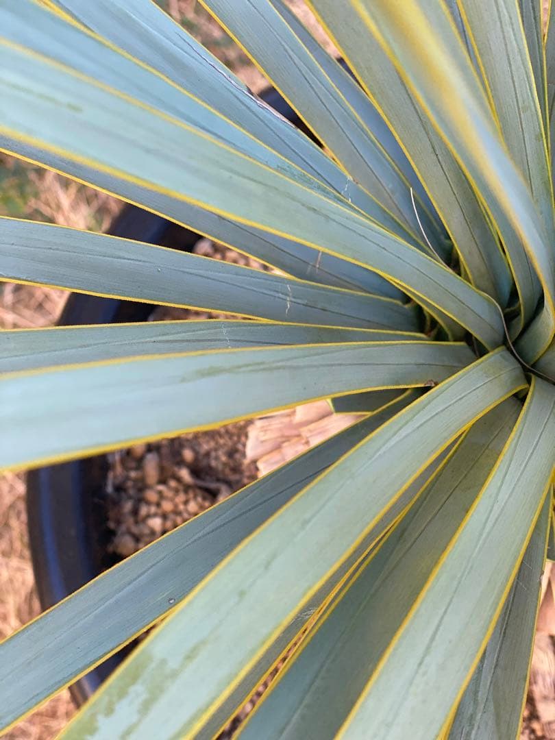 し*ん様 ユッカ　ロストラータ