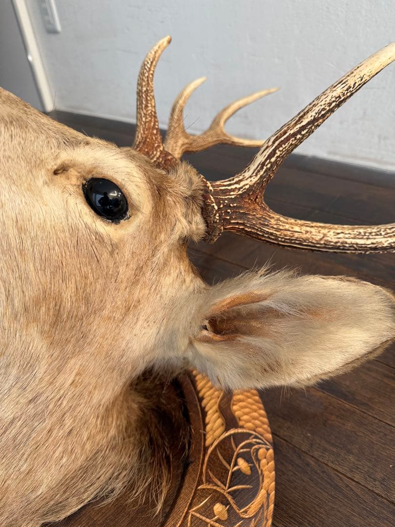 蝦夷鹿（エゾシカ）ハンティングトロフィー