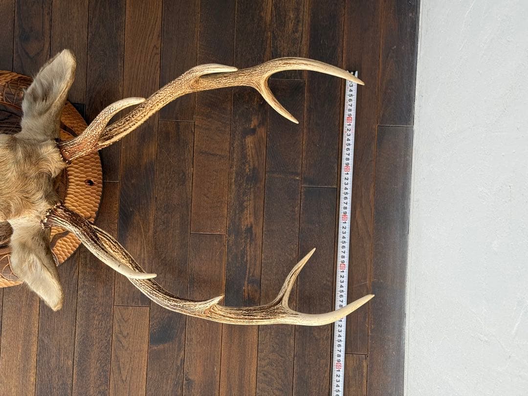 蝦夷鹿（エゾシカ）ハンティングトロフィー