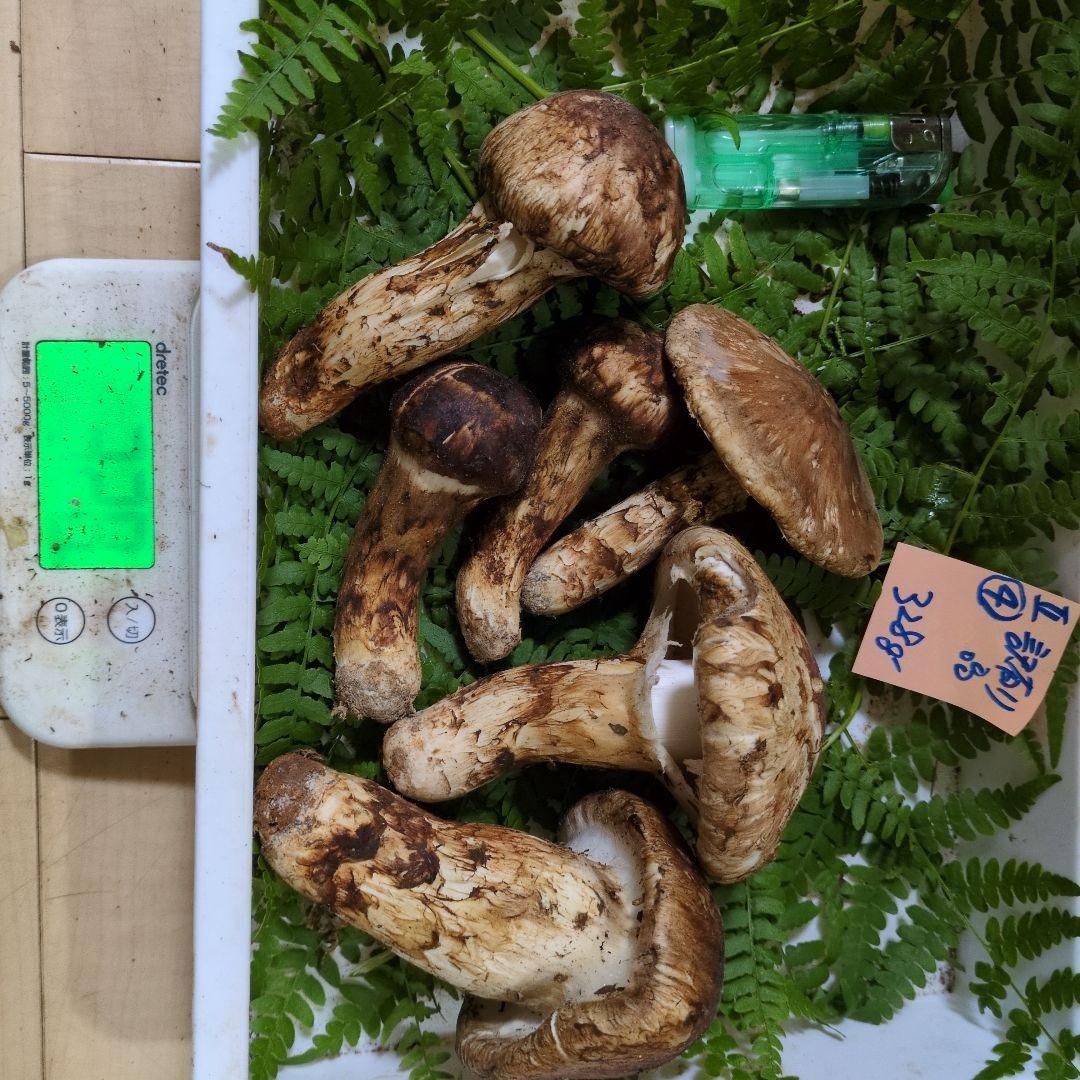 和歌山松茸 新鮮朝市　訳有り品　328㌘