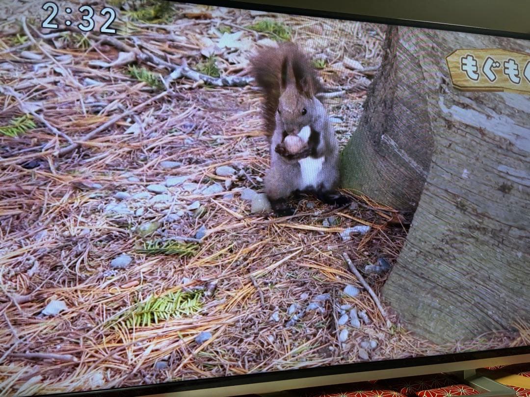 TOSHIBA LED REGZA 50G9 50型　超美品