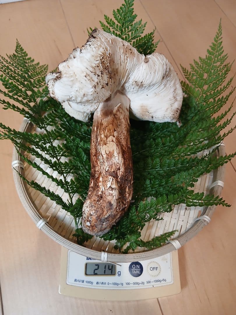 山形県産 松茸 国産 マツタケ まつたけ 松茸専門販売採取その16