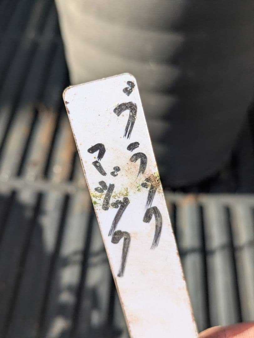 【漆黒極上個体】広瀬園芸　クリスマスローズ　ブラックマジックdd