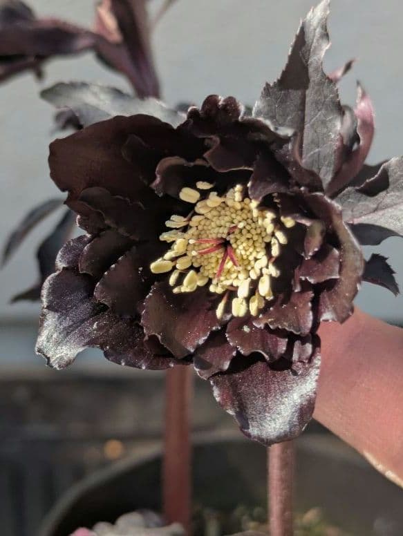 【漆黒極上個体】広瀬園芸　クリスマスローズ　ブラックマジックdd