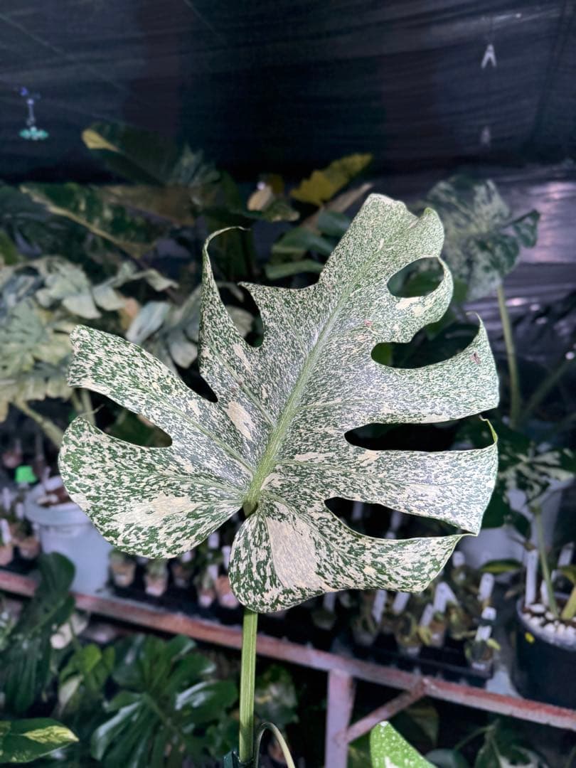 わ*ち様 1モンステラ　タイコンステレーション　スターライト