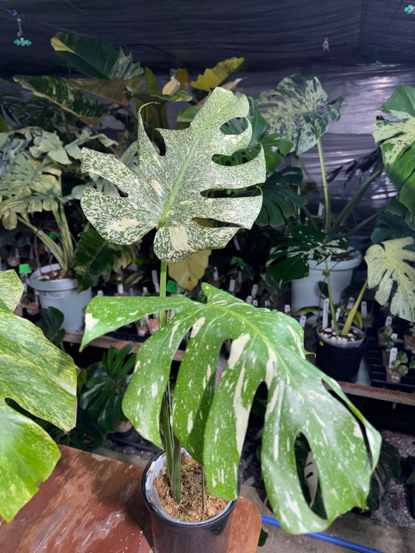 わ*ち様 1モンステラ　タイコンステレーション　スターライト