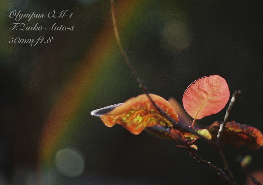 ★完動品＊美品＊初期保証付★OLYMPUS OM-1／f1.8レンズ★本革外装！