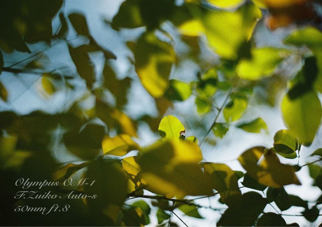 ★完動品＊美品＊初期保証付★OLYMPUS OM-1／f1.8レンズ★本革外装！