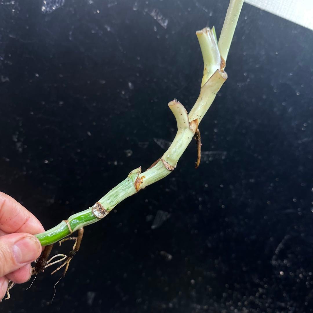 モ*♡様 斑入りモンステラホワイトタイガー大茎7株おまとめ