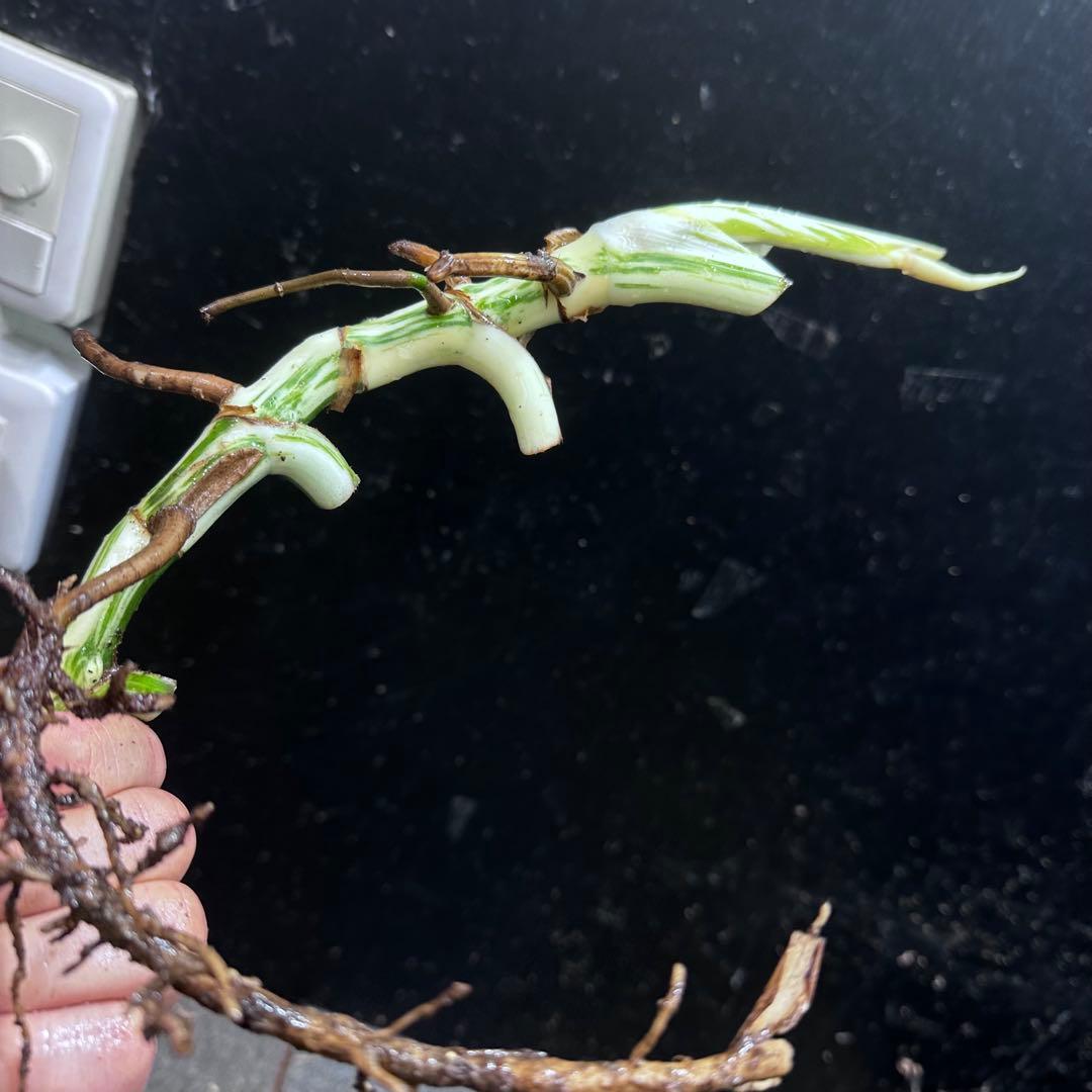 モ*♡様 斑入りモンステラホワイトタイガー大茎7株おまとめ