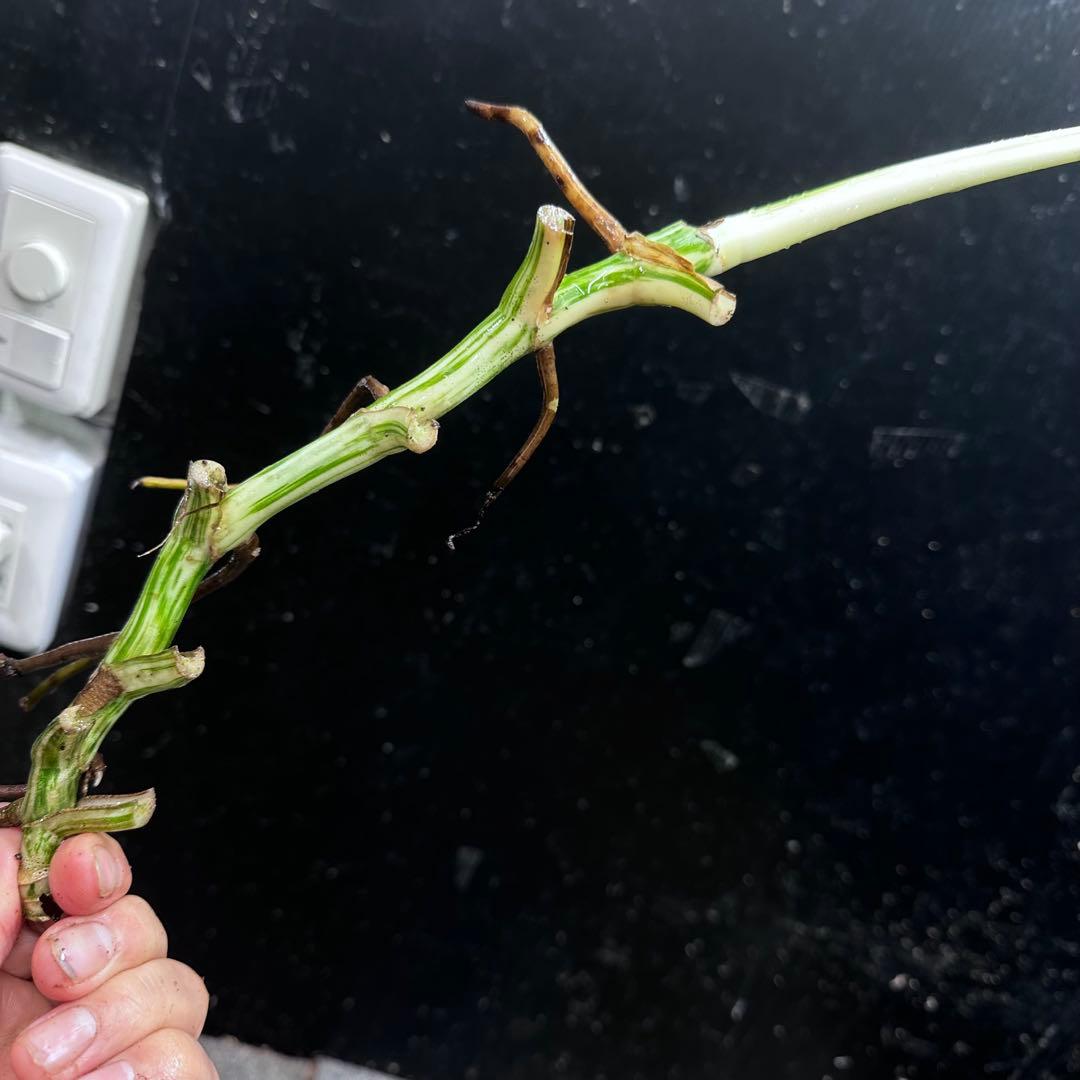 モ*♡様 斑入りモンステラホワイトタイガー大茎7株おまとめ