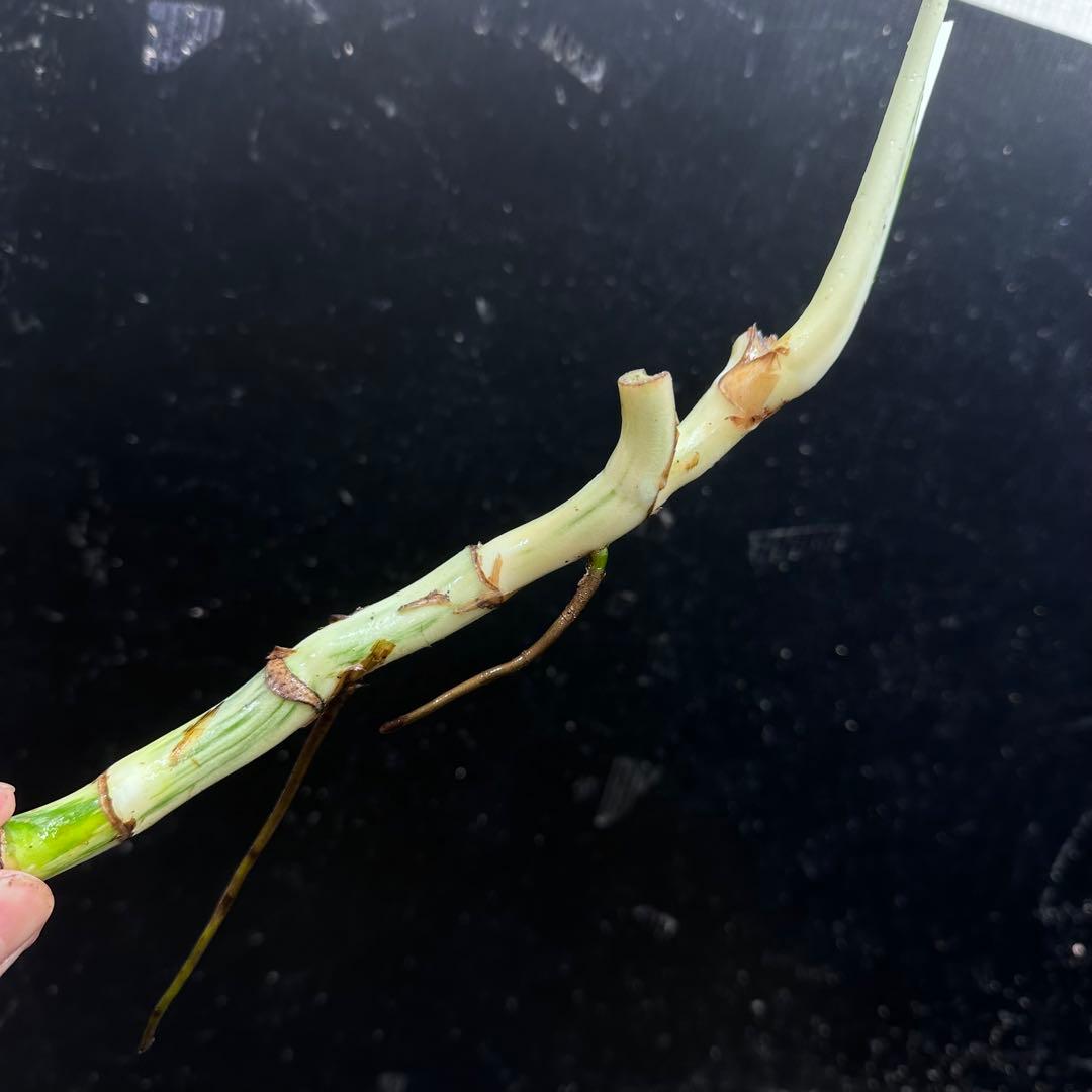 モ*♡様 斑入りモンステラホワイトタイガー大茎7株おまとめ