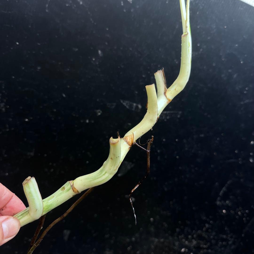 モ*♡様 斑入りモンステラホワイトタイガー大茎7株おまとめ