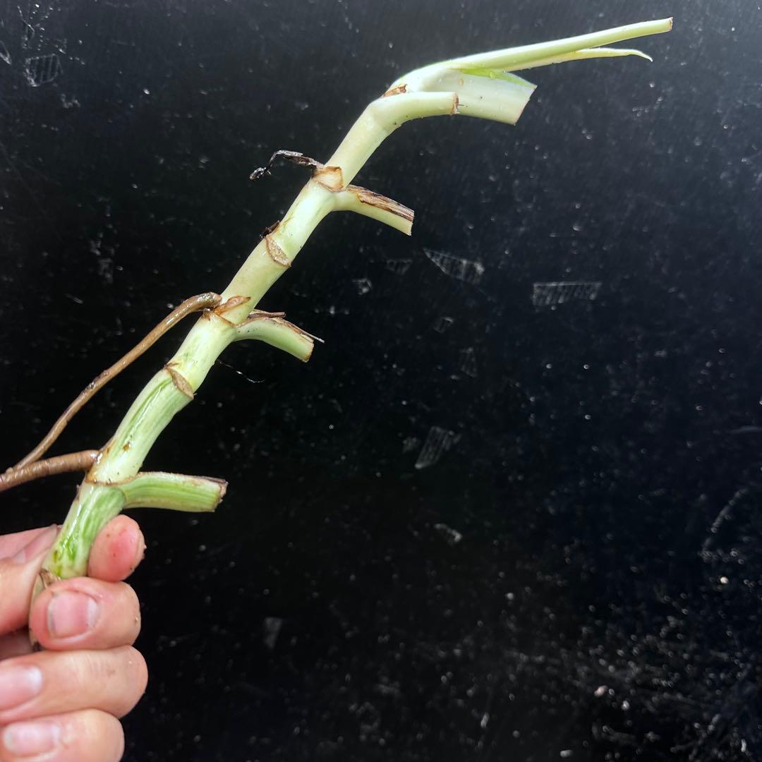 モ*♡様 斑入りモンステラホワイトタイガー大茎7株おまとめ