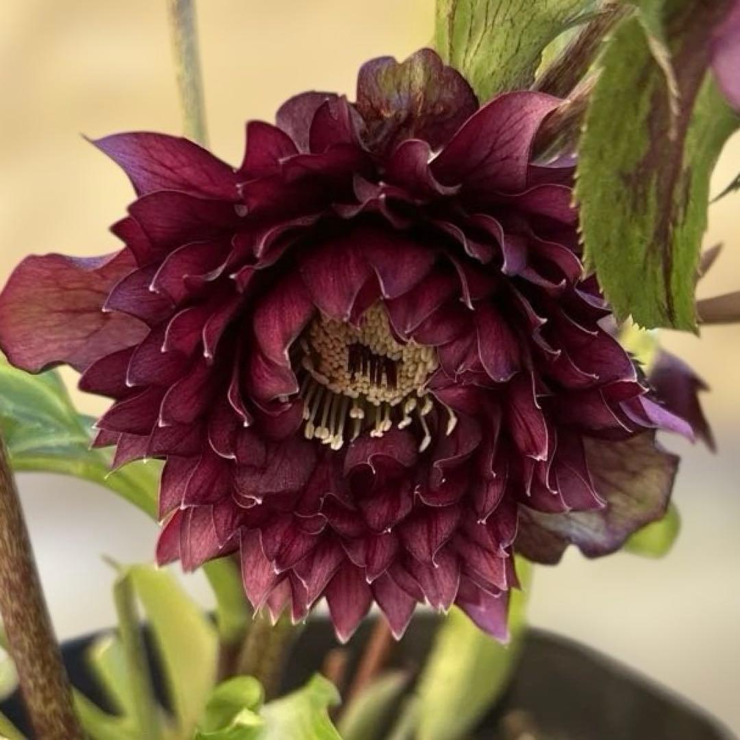 まい　広瀬園芸　レッドクレオパトラ