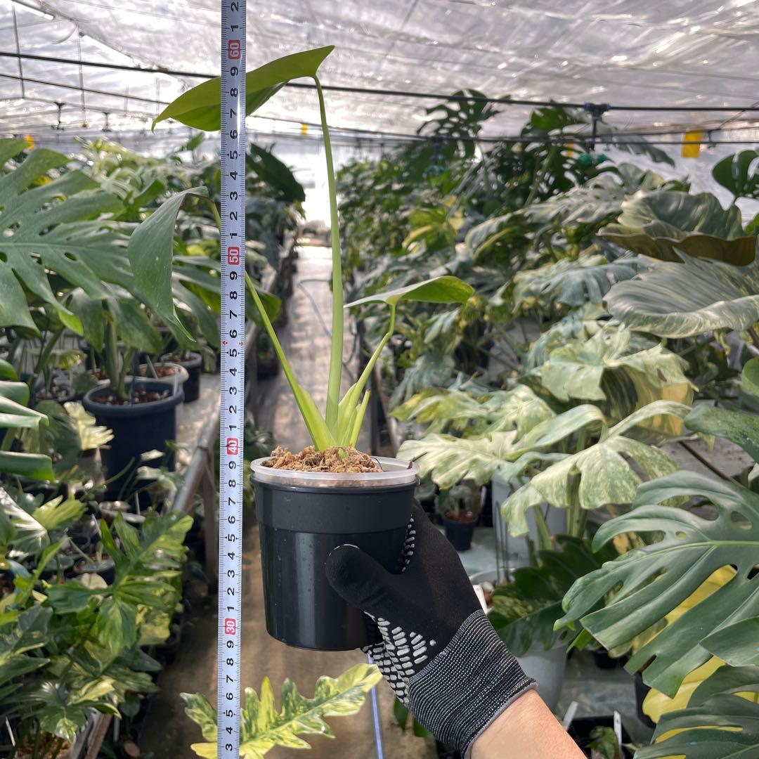 MS18 モンステラ　イエローマリリン　黄斑入り