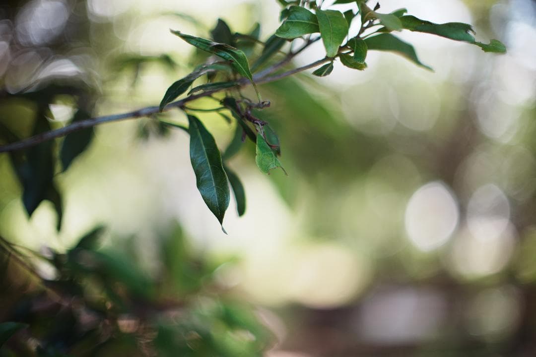 Canon FD55mm F1.2｜自然体を美しく残せる極上レンズ 294