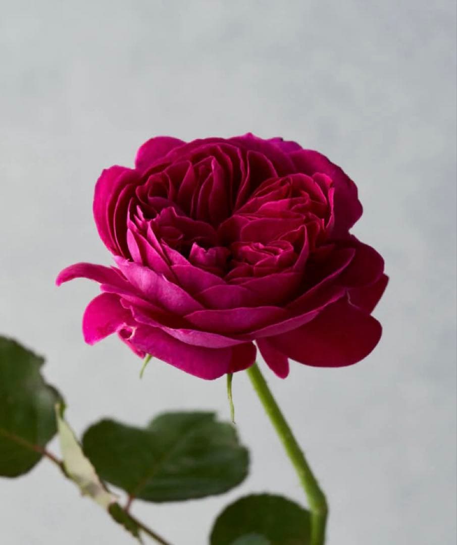 専用　和バラ　バラ苗　2苗