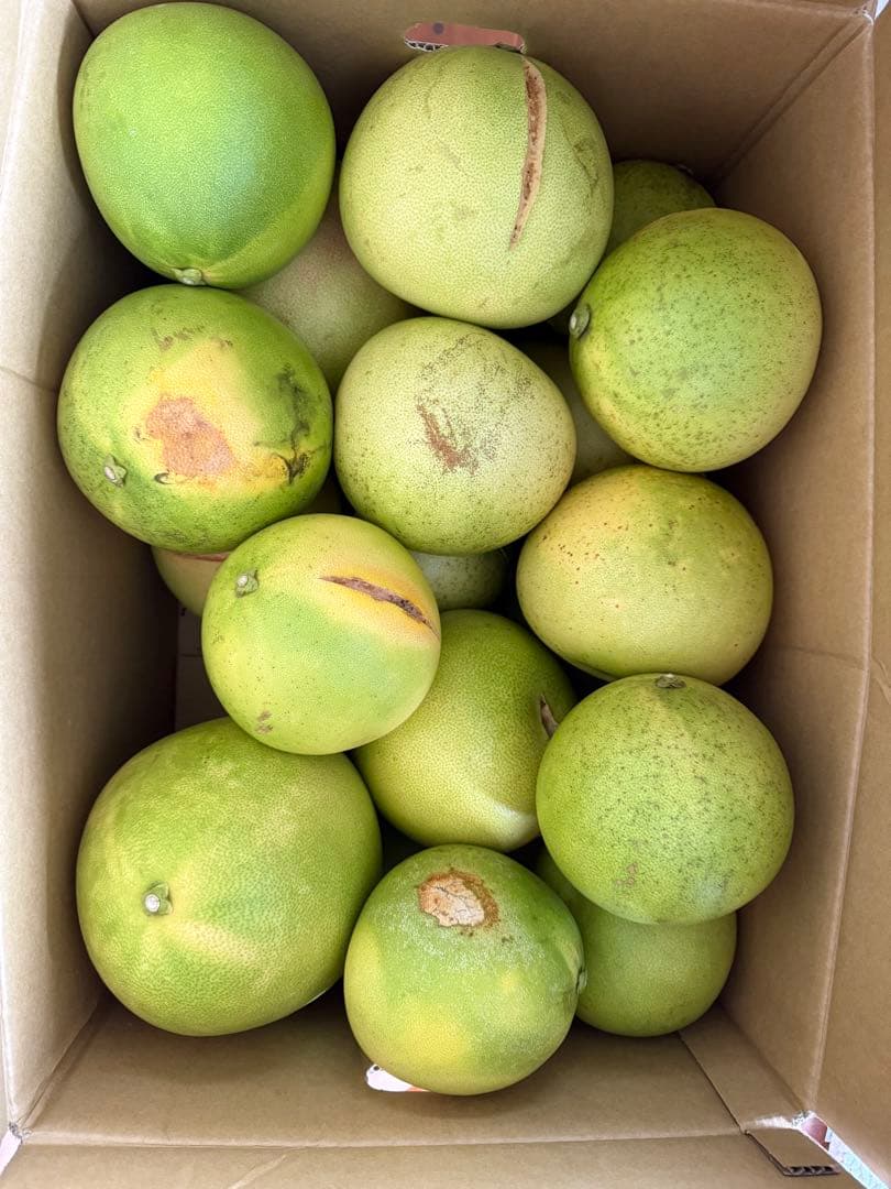 チャンドラポメロン　20キロ箱込み