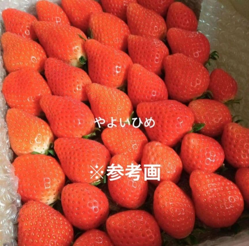 予約専用 やよいひめ約800g 資材込み ￥2650