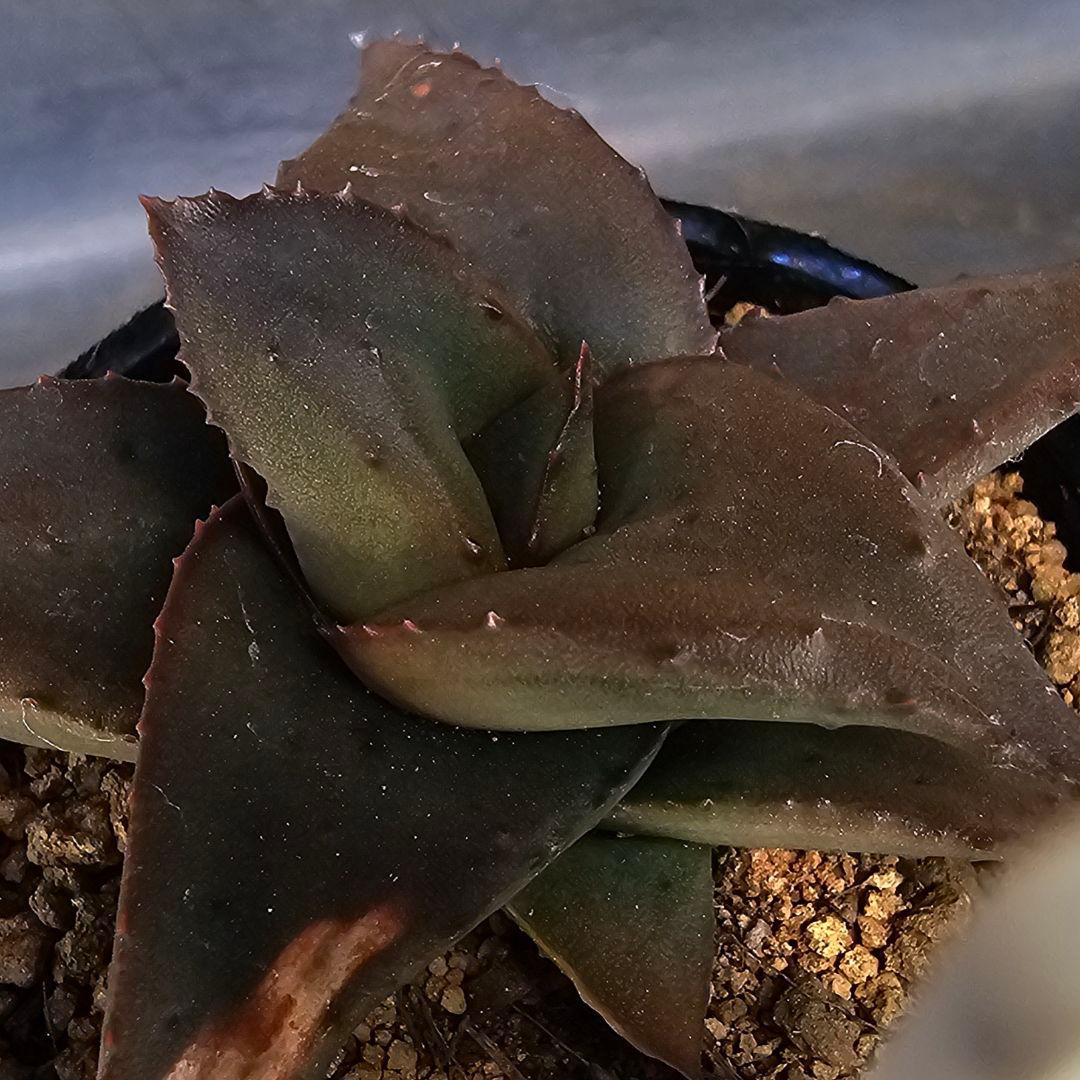 メルカリ便発送&ロウルサンコさんラベル付き☆地雷蛙(ジライア)