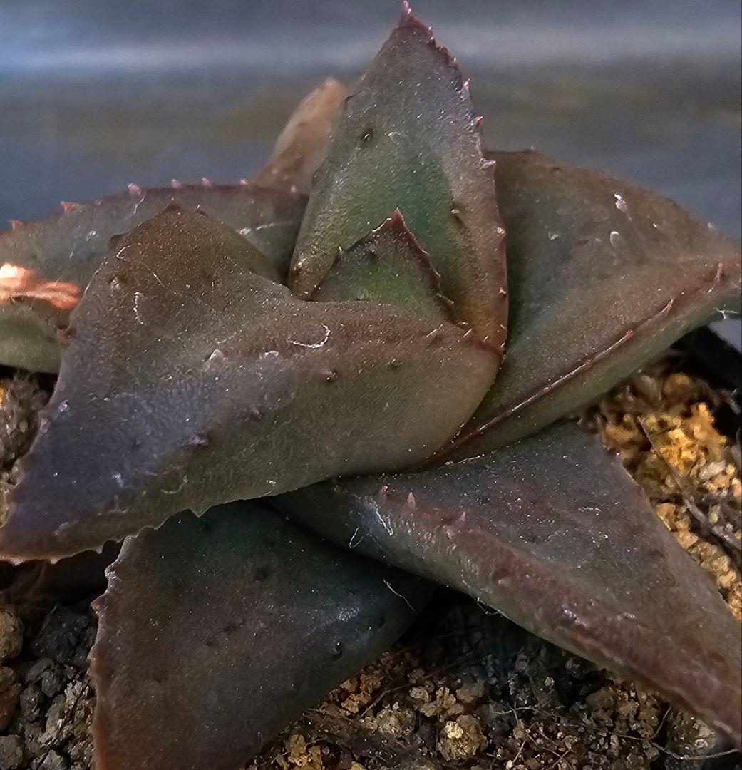 メルカリ便発送&ロウルサンコさんラベル付き☆地雷蛙(ジライア)