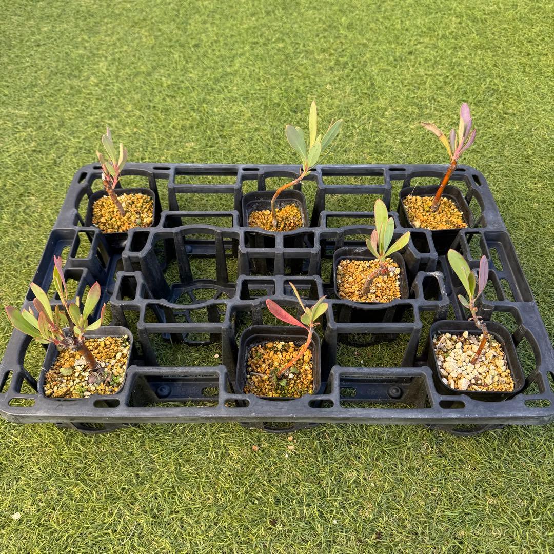 プロテア　スペシャルピンクアイス　or　ピンクアイス　挿木　発根済み　7株セット