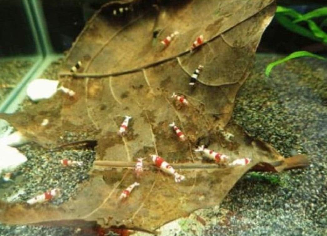 大小様々　無農薬マジックリーフ　天然ももたまな葉　1200　枚