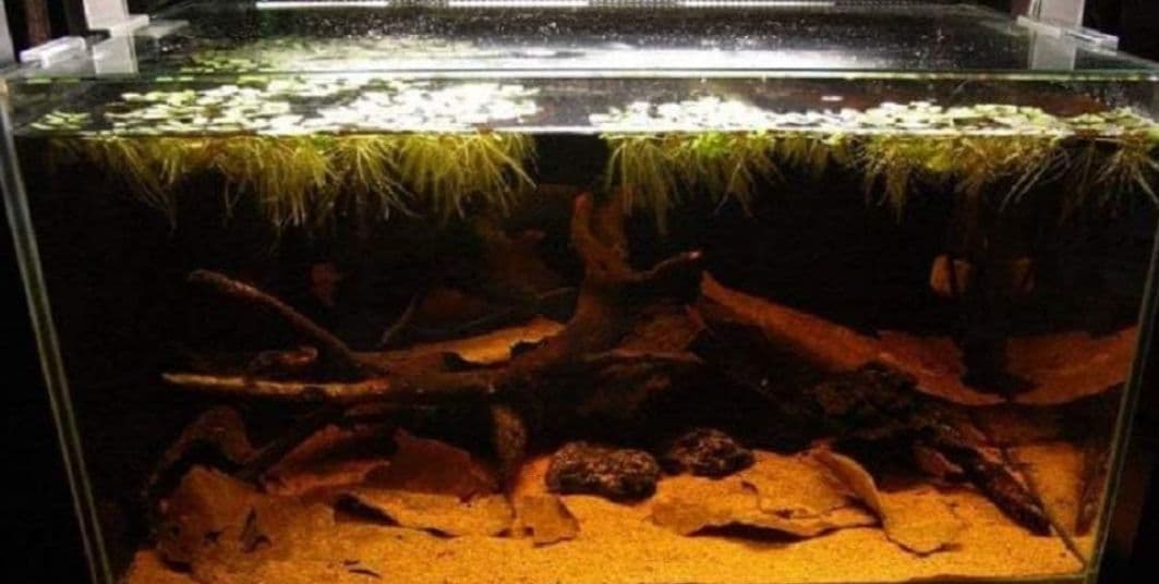 大小様々　無農薬マジックリーフ　天然ももたまな葉　1200　枚