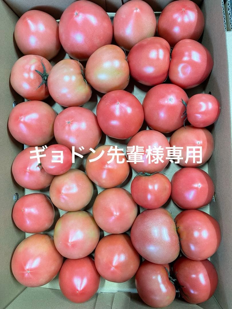ギョドン先輩トマト