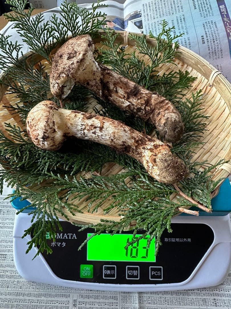 天然松茸2本　信州産