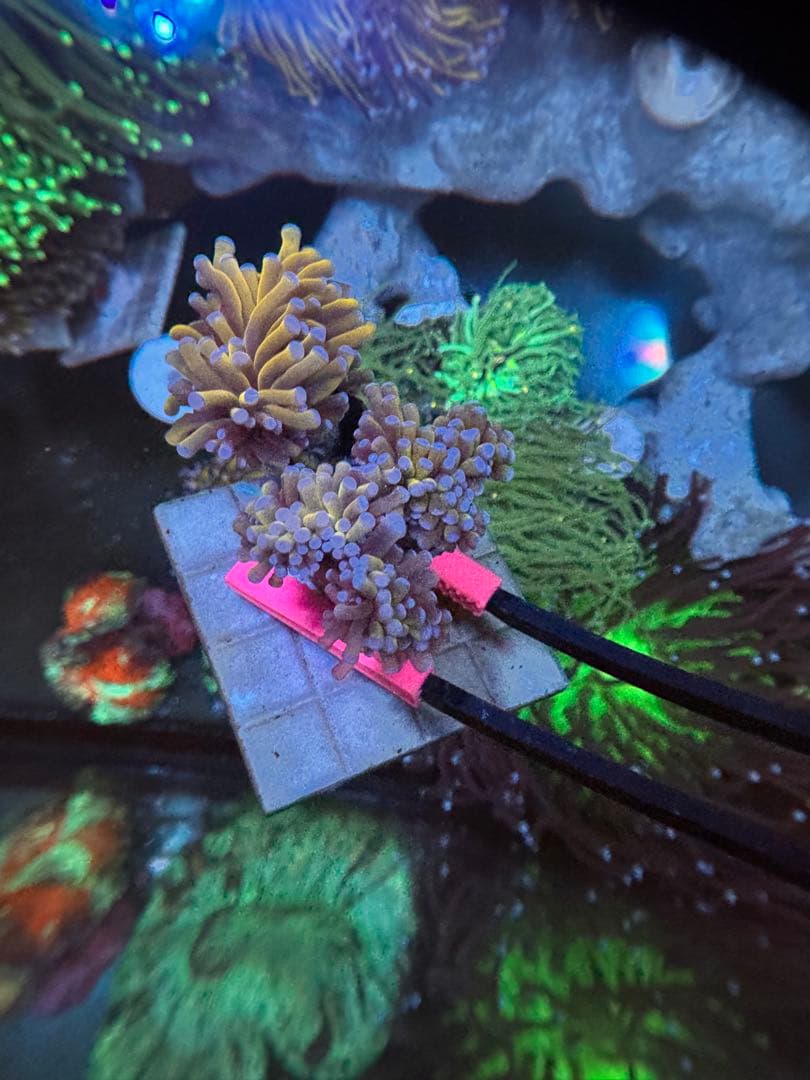 アクアネオンアートローファン専用出品ページ