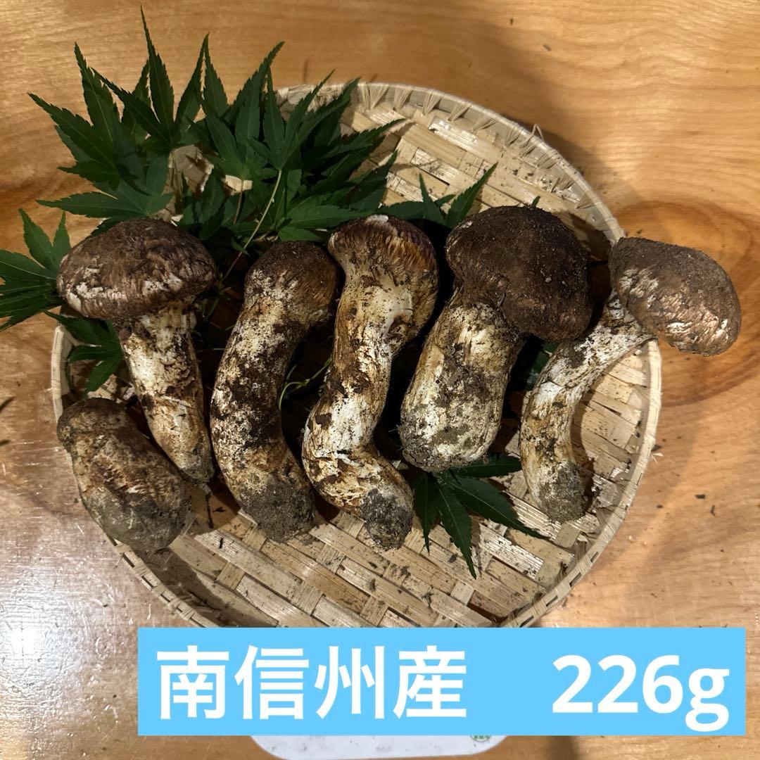 松茸　南信州産② 本日ラスト