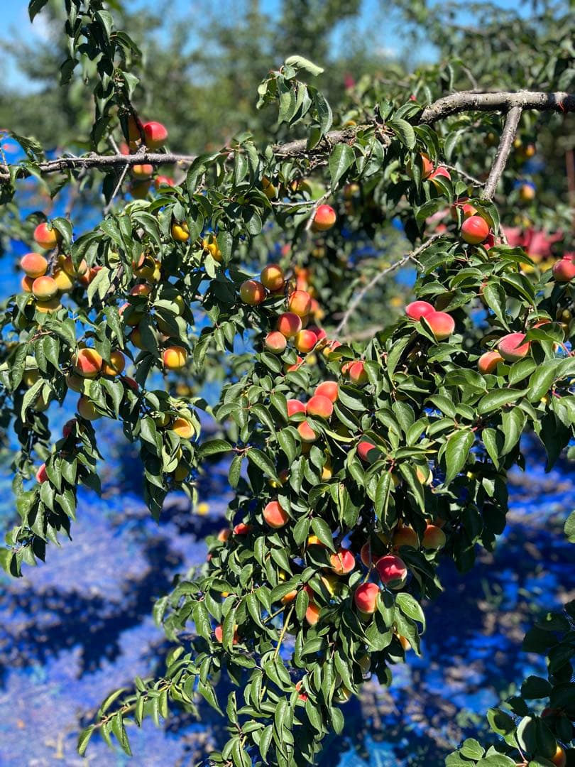 完熟つぶれ白干し　紀州産　無添加　無選別　10kg入り