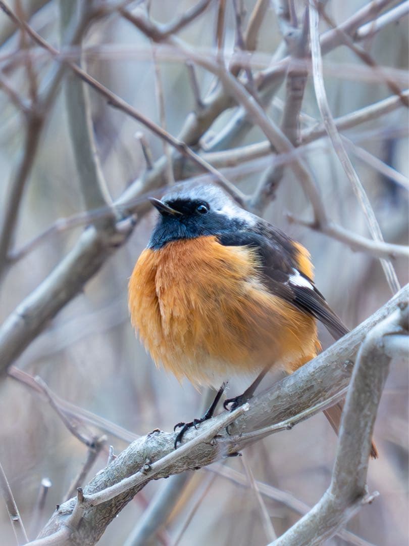 OMSYSTEM M.ZUIKO 40-150mm F2.8 PRO＋MC-20