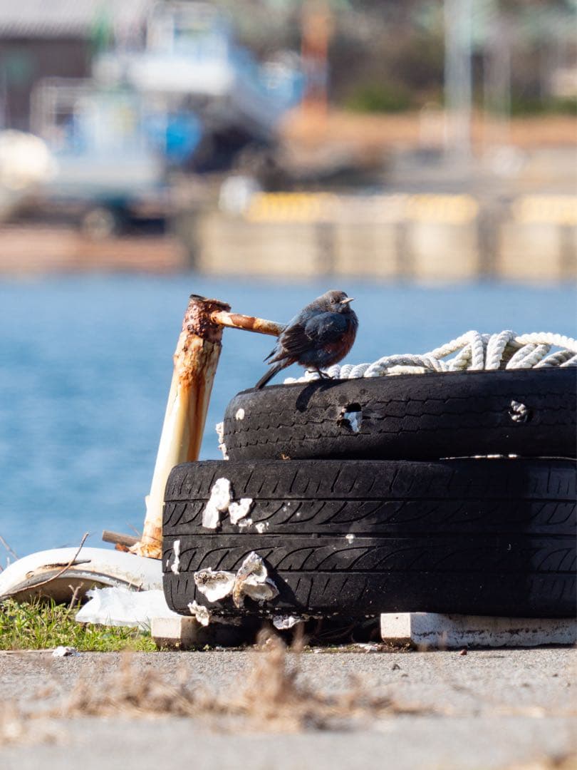 OMSYSTEM M.ZUIKO 40-150mm F2.8 PRO＋MC-20