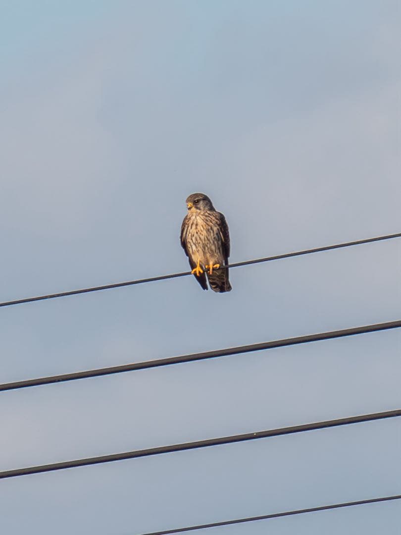 OMSYSTEM M.ZUIKO 40-150mm F2.8 PRO＋MC-20