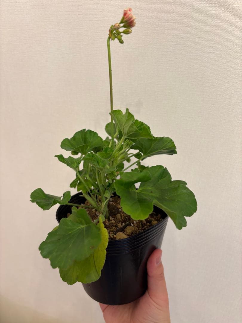 専用リンク　蕾付き　日本初ゼラニウム　希少品種ゼラニウム