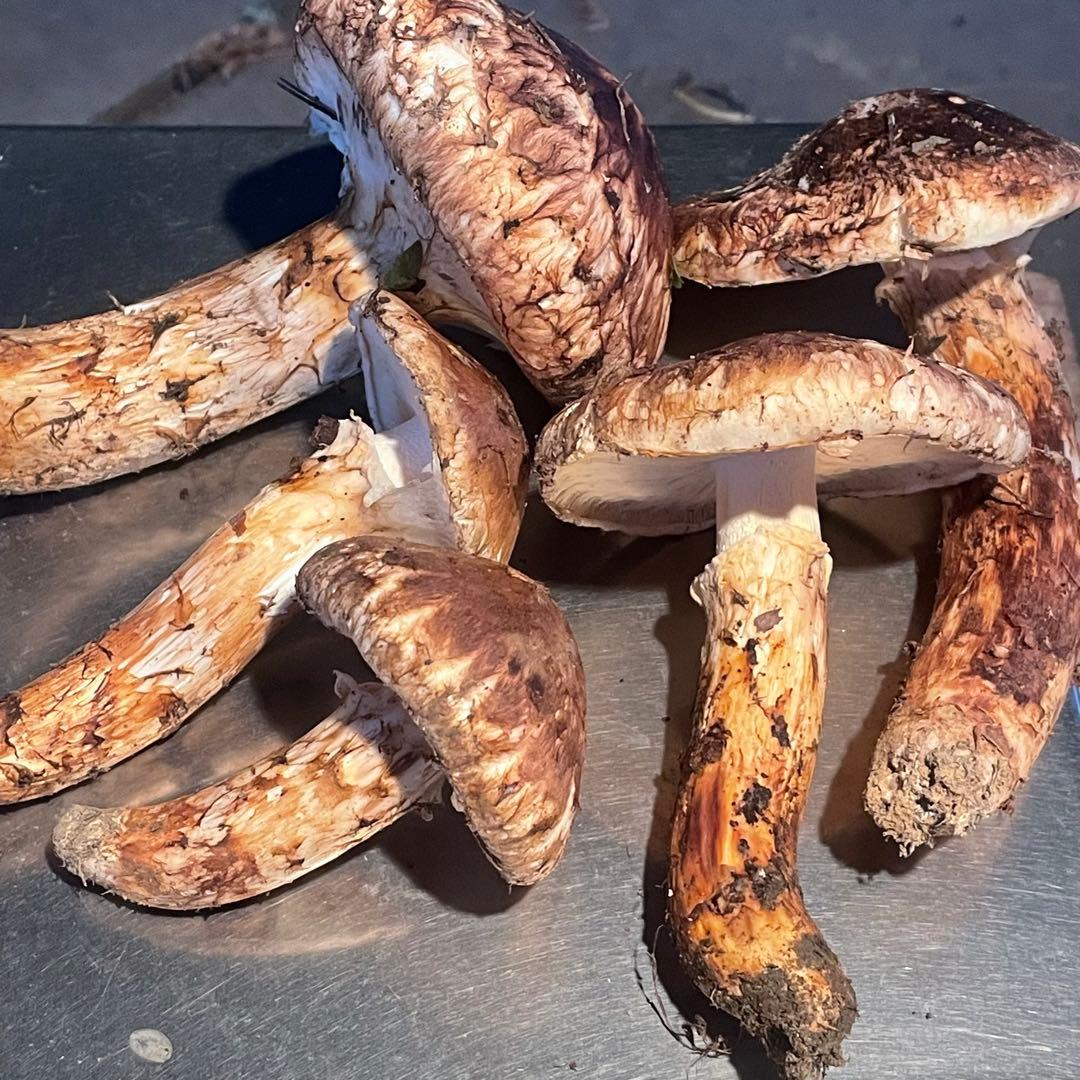 岩手県産松茸　300g 収穫　検品済み　虫喰い無し
