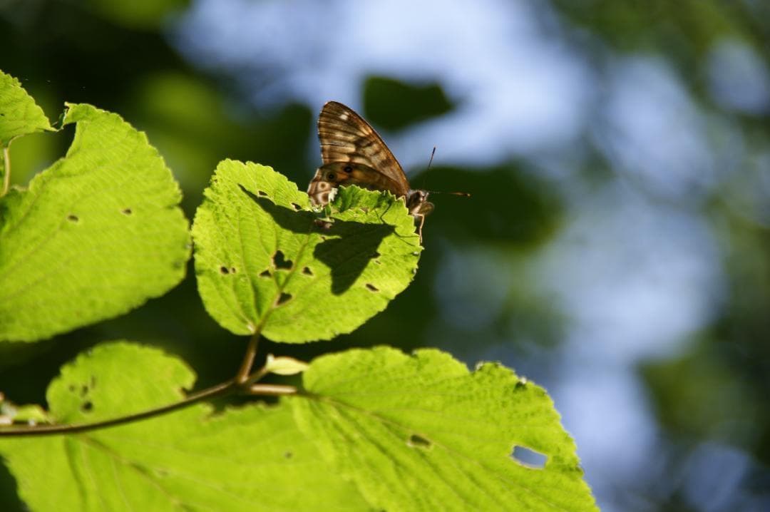 Pentax SMC Takumar 50mm F1.4 ペンタックス 実写あり