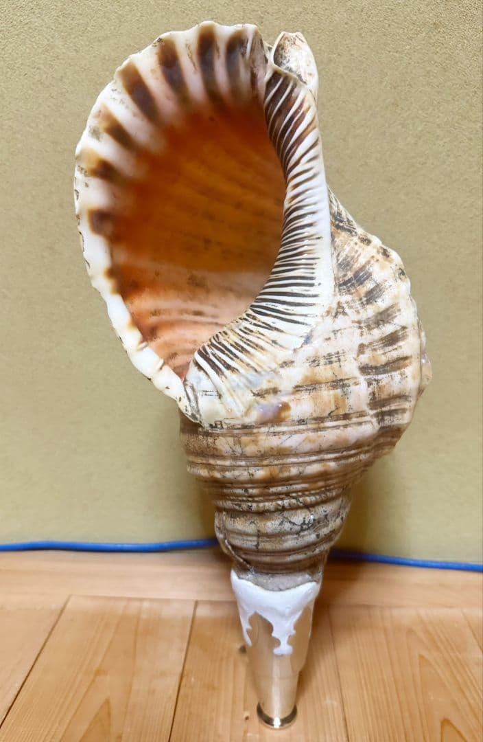 特大40㎝修験道法螺貝 山伏