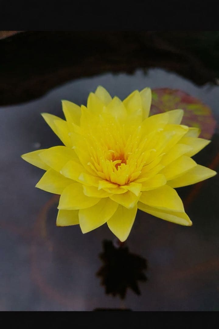 m*z様 熱帯睡蓮　Pradhyota バルブ苗　写真は後ほど追加