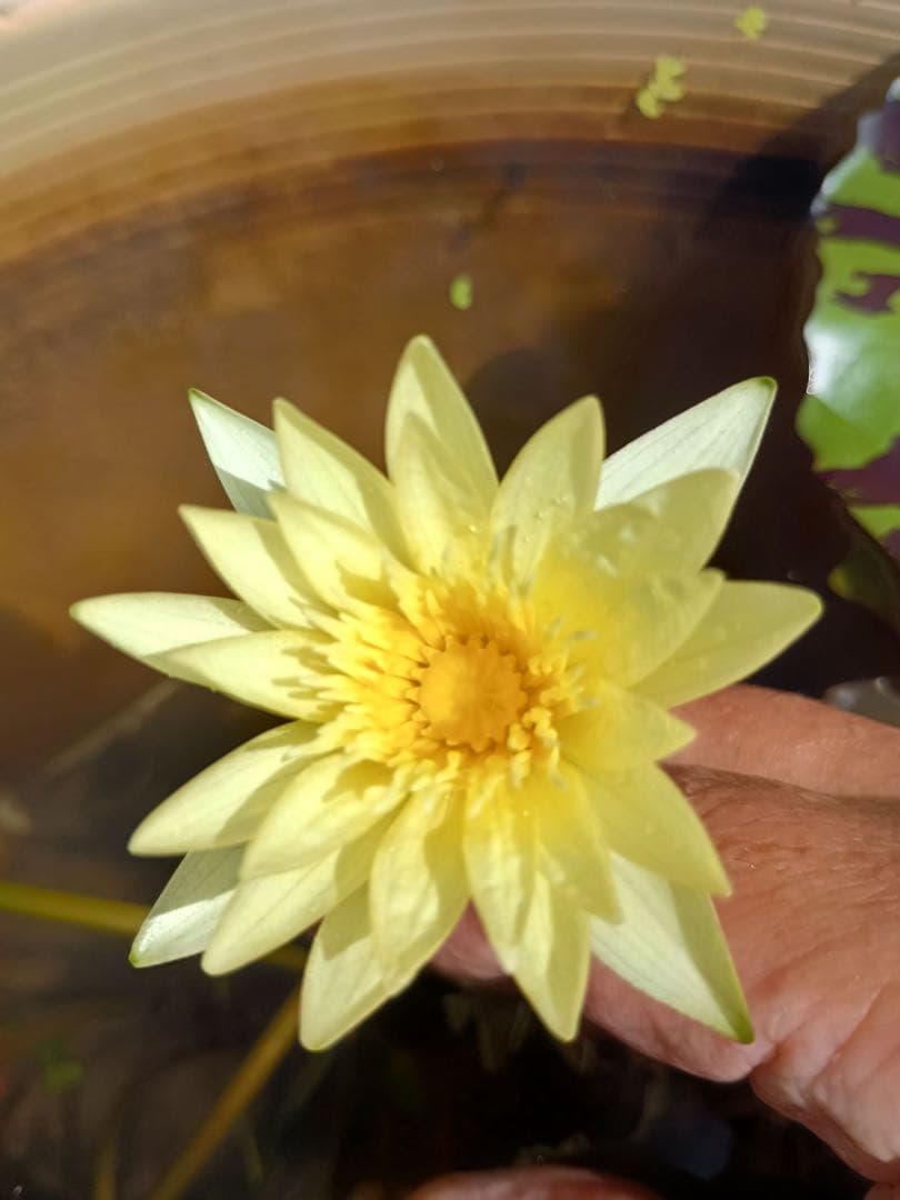 m*z様 熱帯睡蓮　Pradhyota バルブ苗　写真は後ほど追加