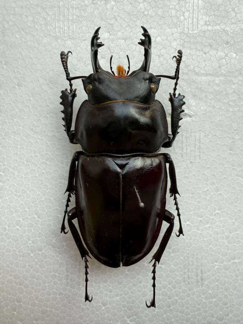 ヤエヤママルバネクワガタ原名亜種（西表島産）♂60.8㎜
