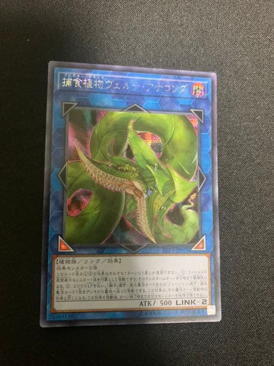 捕食植物ヴェルテアナコンダ　アジア　シク