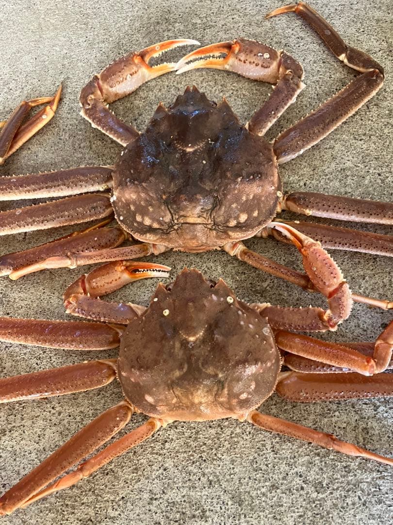 北海道産　活オオズワイガニ　大サイズ4杯