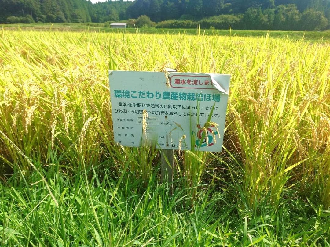 u*7様 甲賀のおじいちゃんのおいしいお米　みずかがみ　精米済約9㎏　リピーター